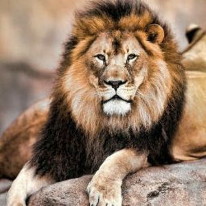 Meet your Posher, Nurgazy